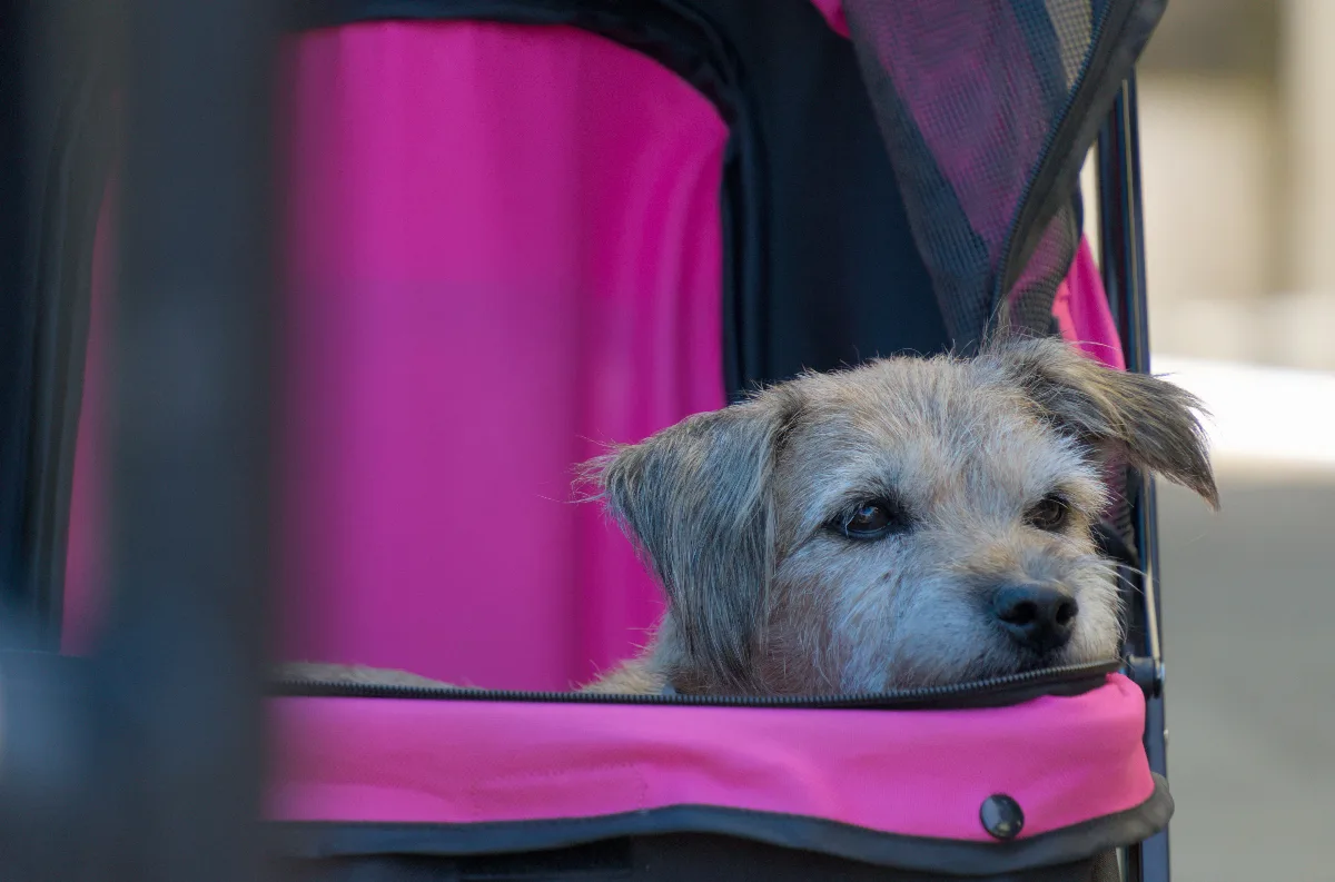 fed-up-dog